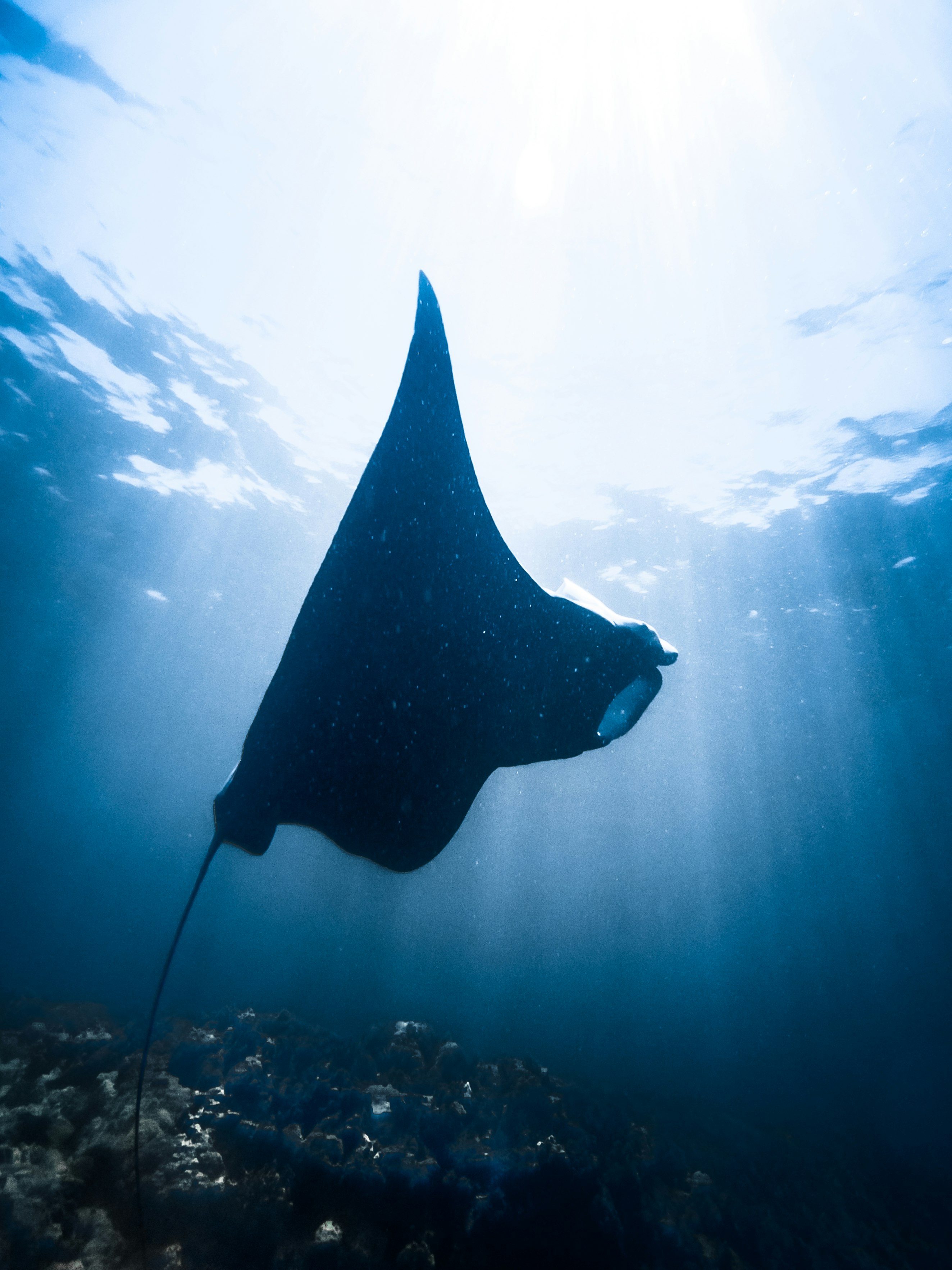 black stingray underwater